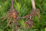 River bulrush